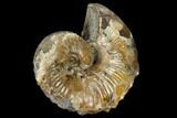 Fossil Ammonite (Hoploscaphites) - South Dakota #115153-2